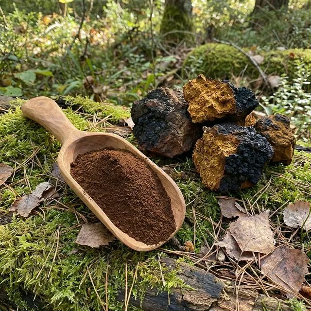 Bio-Chaga-Pilzextrakt