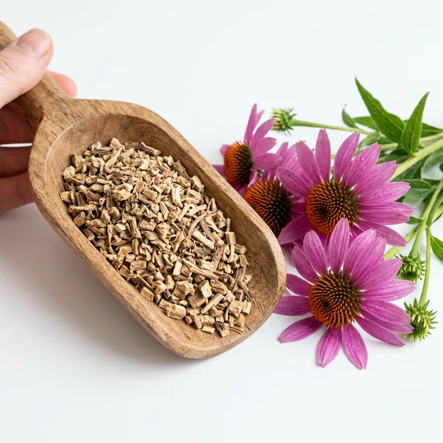 Bio-Echinacea-Wurzel Teeschnitt